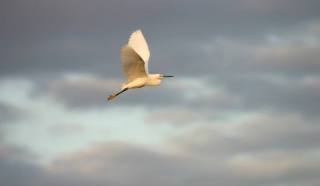 voels-in-vlug-snowy-egret