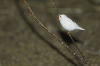 white-bird-sparrow-grace