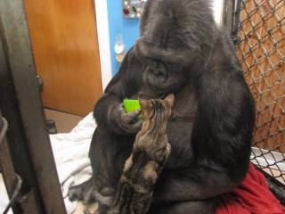 Koko die gorilla. (Foto: Twitter)