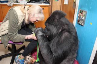 'n Onlangse foto van Koko en dr. Francine "Penny" Patterson. (Foto: Facebook)