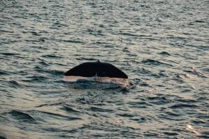 walvis-stert-see-oseaan