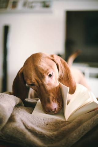 worshond-honde-snuffel-boek