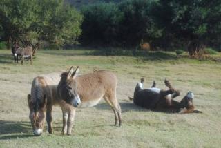 Die donkies het 'n genotvolle tyd by Eseltjiesrus. (Foto: Eseltjiesrus Donkey Sanctuary)