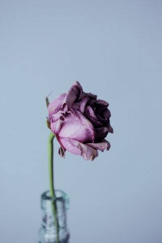 hartseer-roos