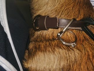 Dié ring is saam met 'n hangertjie aan die hond se halsband vasgemaak. (Foto: Facebook)