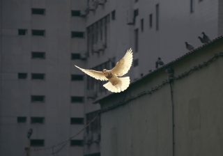 duif-vrede-vredemaker