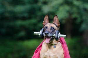 hond-troeteldiere-dieregesondheid
