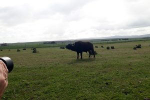 pierre-massyn-buffels