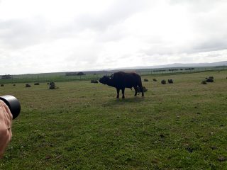 pierre-massyn-buffels